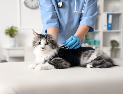 Spaying & Neutering 101: How to Make the Best Choice for Your Pet’s Health