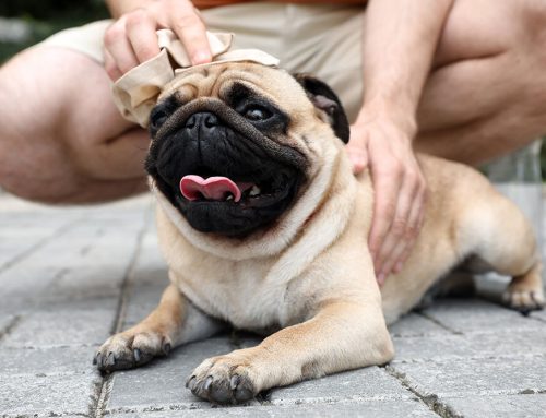 Heat Stroke in Pets: Warning Signs & What to Do