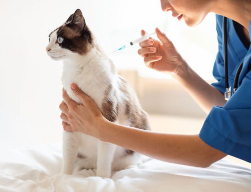 Protecting Your Pet at Every Age: The Complete Vaccination Guide
