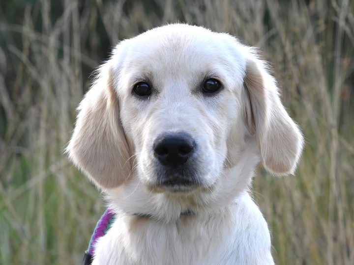 A golden retriever puppy