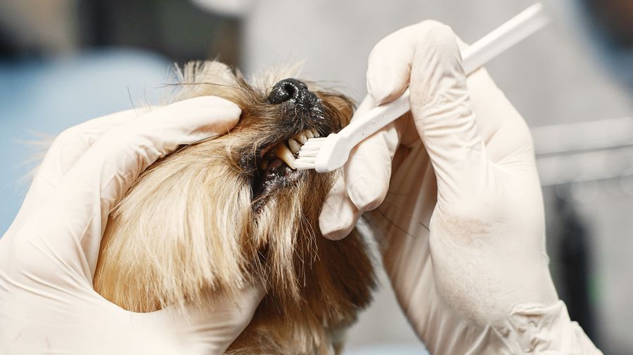 Brushing a small dog's teeth with a gloved hand