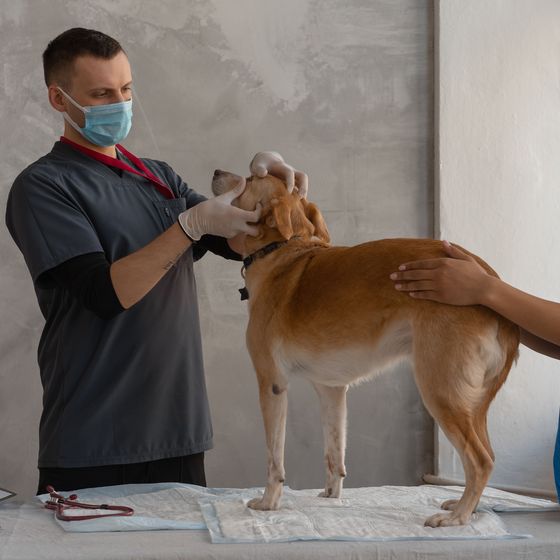 A veterinarian giving a dog a nose-to-tail exam