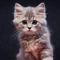 A gray kitten