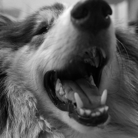 Close-up of a dog's teeth and mouth